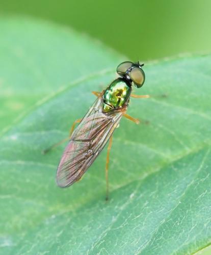 Sargus bipunctatus